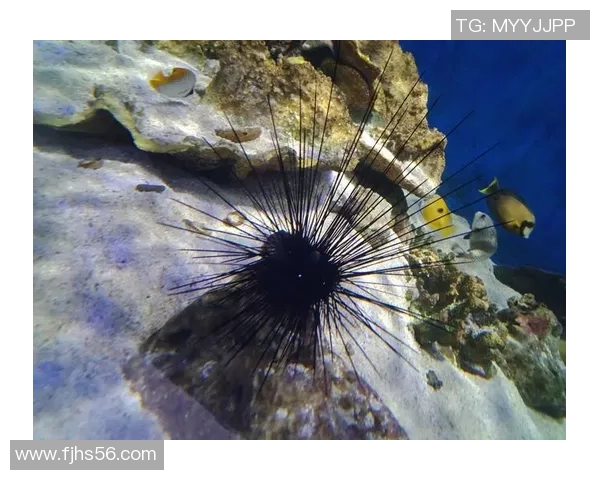 足球明星养鱼的秘密揭晓是谁在绿茵场外的水族世界中畅游